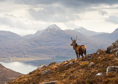 Inductiebeschermer - Een Hert in het Schotse Hoogland