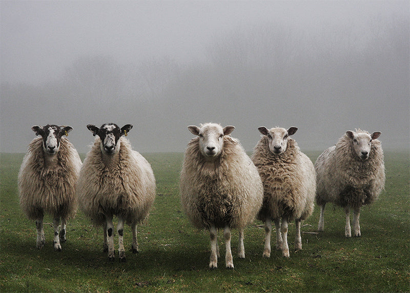 Inductiebeschermer - Kudde Schapen