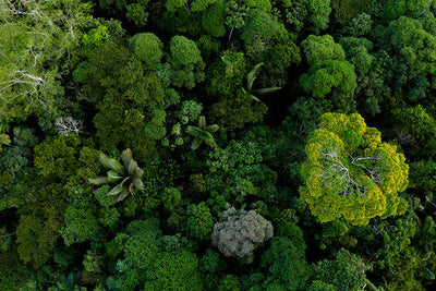 Inductiebeschermer - Amazon Forest