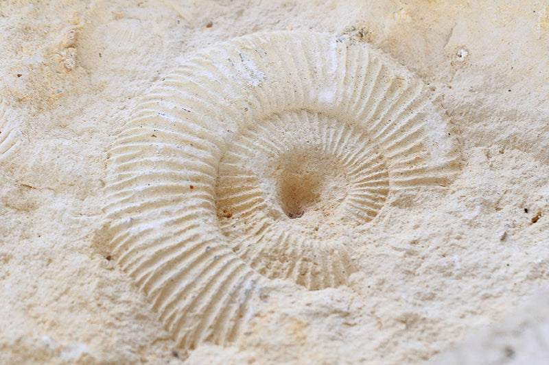 Inductiebeschermer - Ammonites Fossil