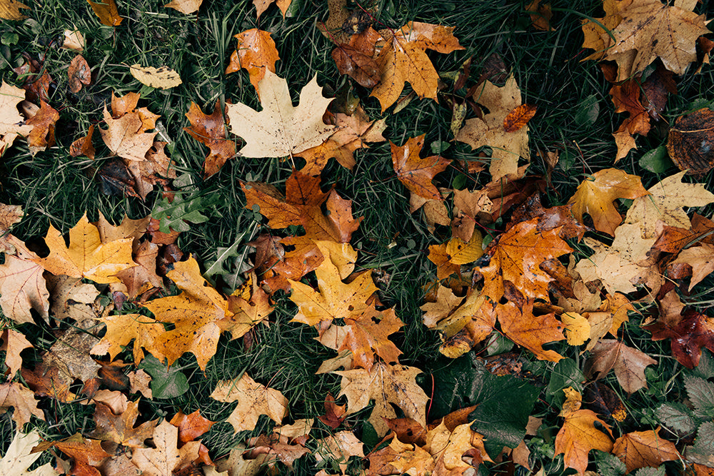 Inductiebeschermer - Autumn Leaves