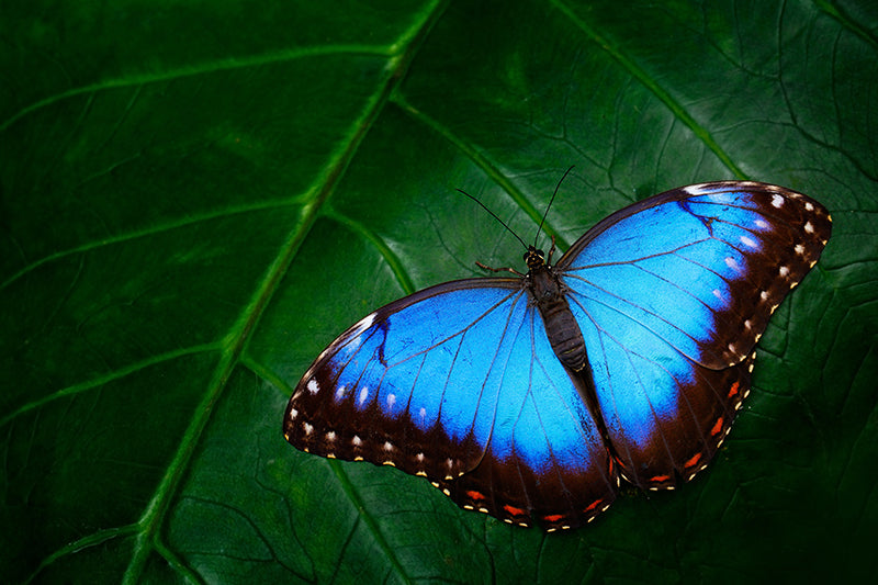 Inductiebeschermer - Blauwe Vlinder