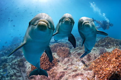 Spatscherm Dolfijnen