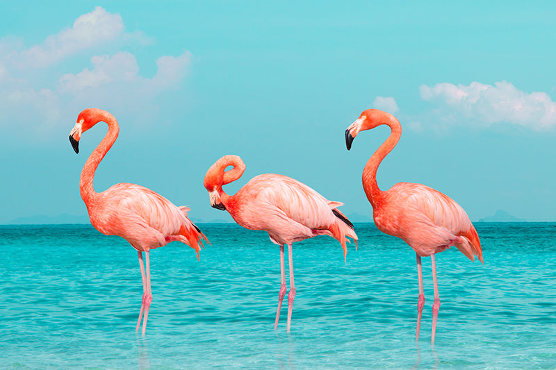 Inductiebeschermer - Drie Flamingo's