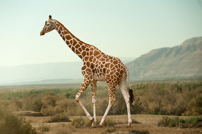 Inductiebeschermer - Giraf