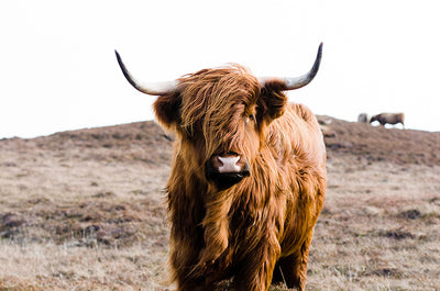 Inductiebeschermer - Highland Cow On Islay