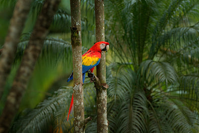 Inductiebeschermer - Jungle Parrot