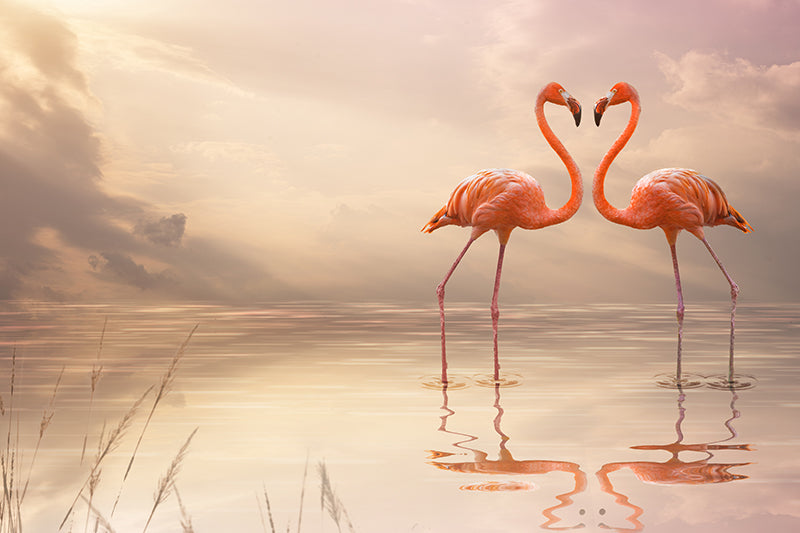Inductiebeschermer - Loving Flamingo
