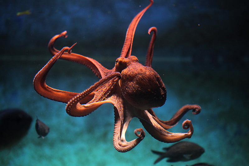 Inductiebeschermer - Octopus
