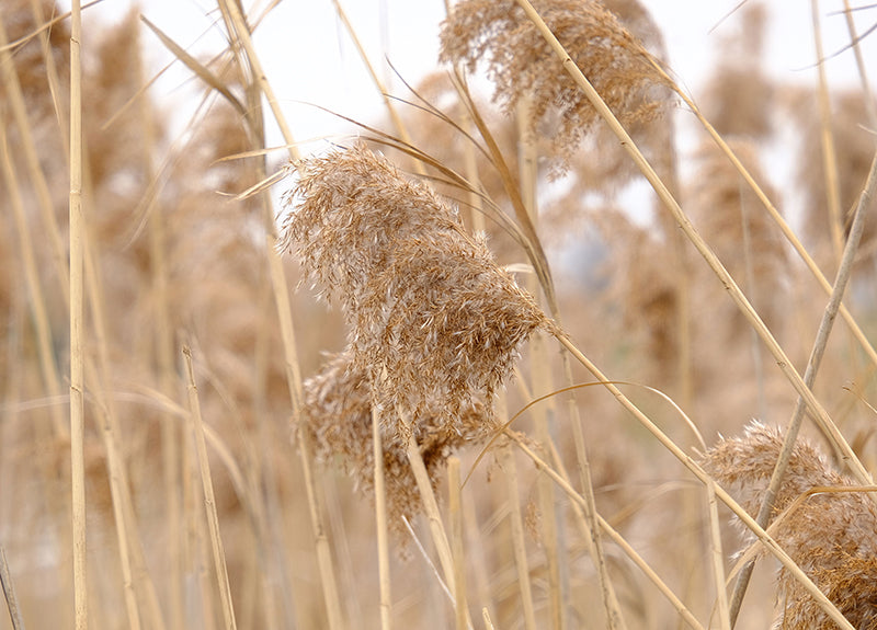 Inductiebeschermer - Pampas Pluim