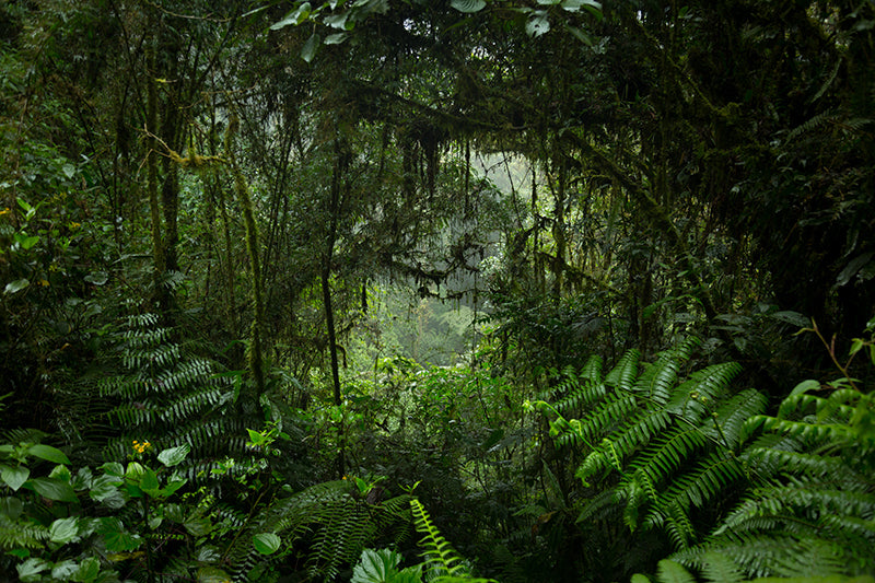 Inductiebeschermer - Rainy Jungle