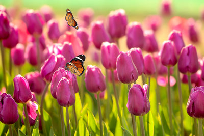 Inductiebeschermer - Tulpen met vlinders