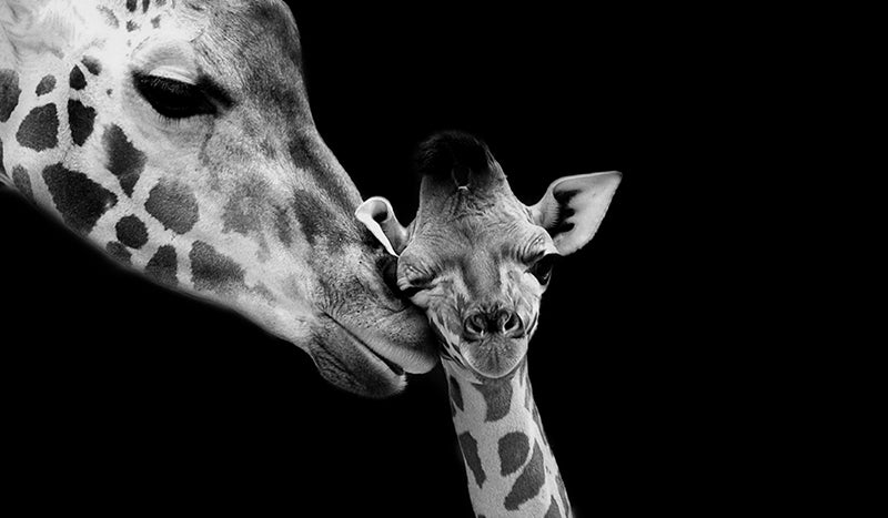 Inductiebeschermer - Twee Giraffen