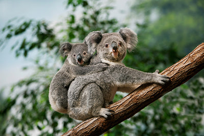 Inductiebeschermer - Twee Koala's