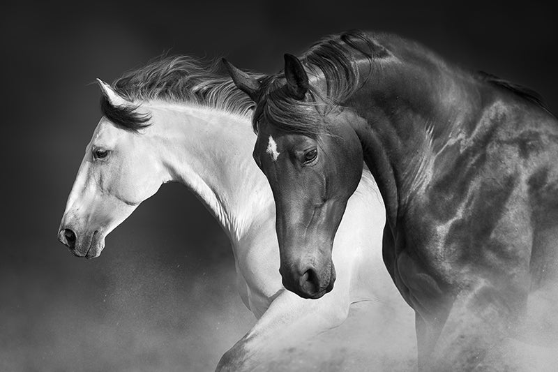 Inductiebeschermer - Twee Paarden