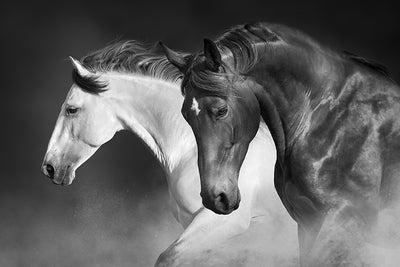 Inductiebeschermer - Twee Paarden