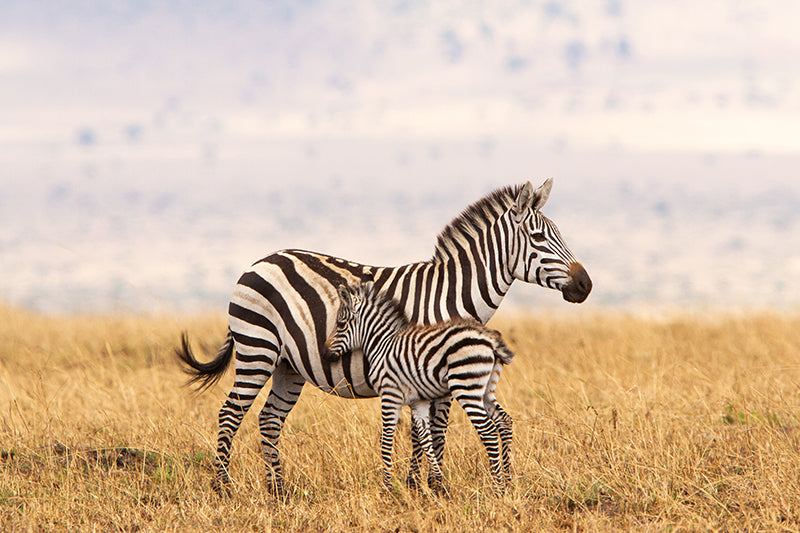 Inductiebeschermer - Zebra in een grasveld