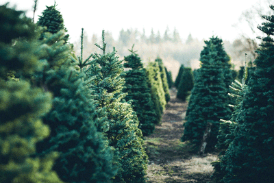 Inductiebeschermer - Veld Kerstbomen