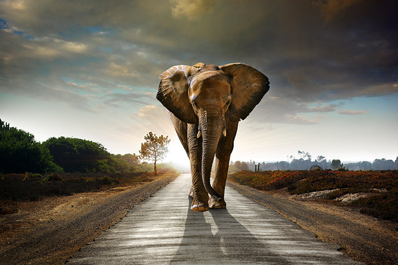 Inductiebeschermer - Walking Elephant
