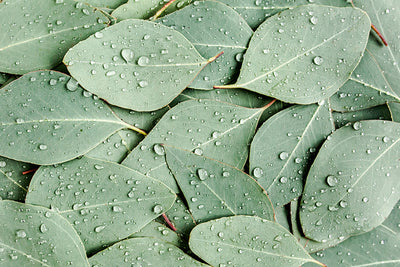 Inductiebeschermer - Wet Leaves