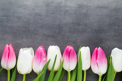 Inductiebeschermer - Witte en Roze Tulpen
