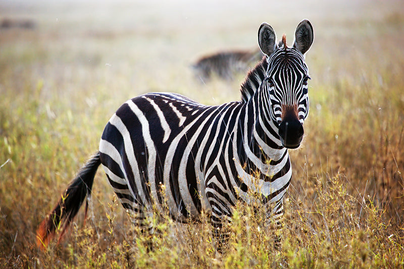 Inductiebeschermer - Zebra